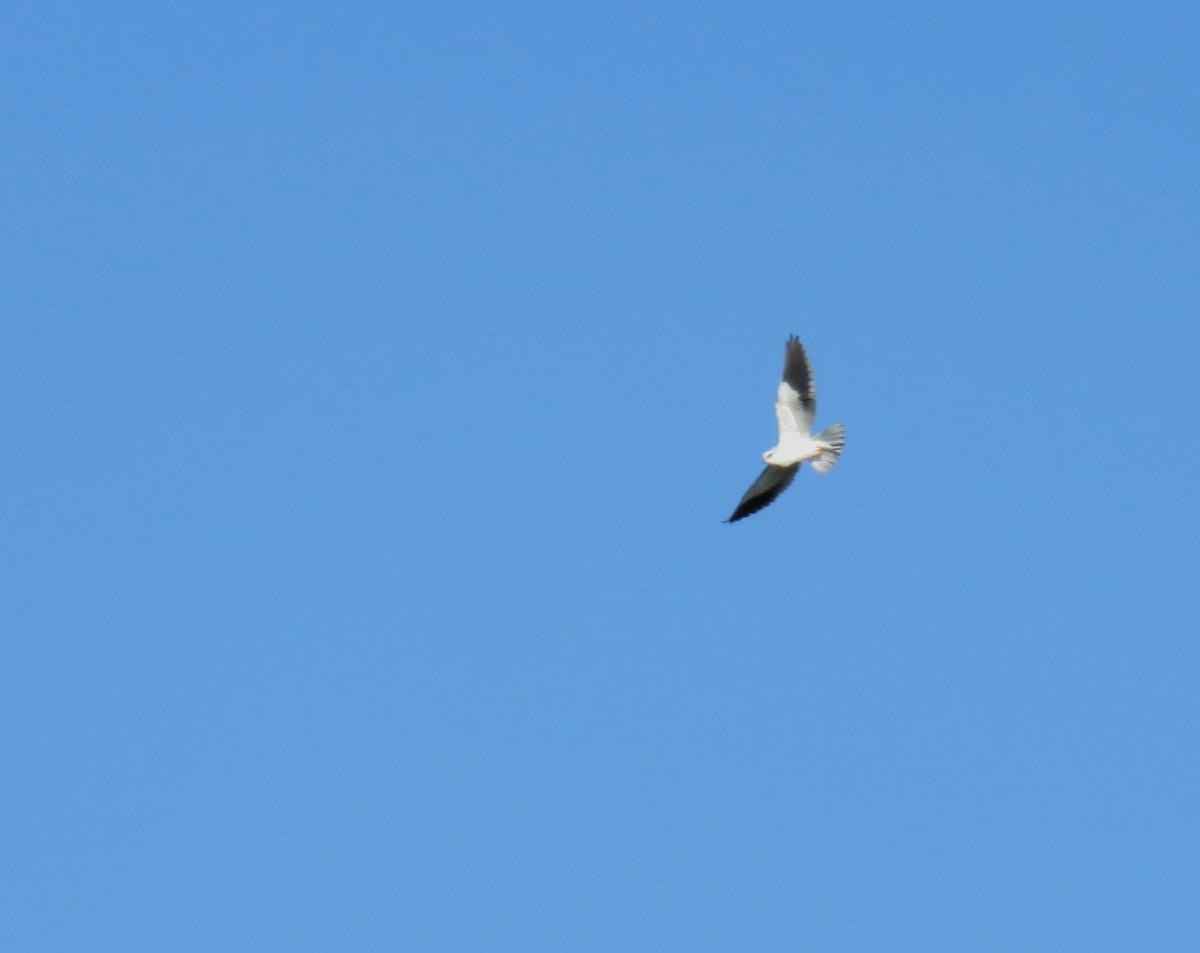 Black-winged Kite - ML199946641