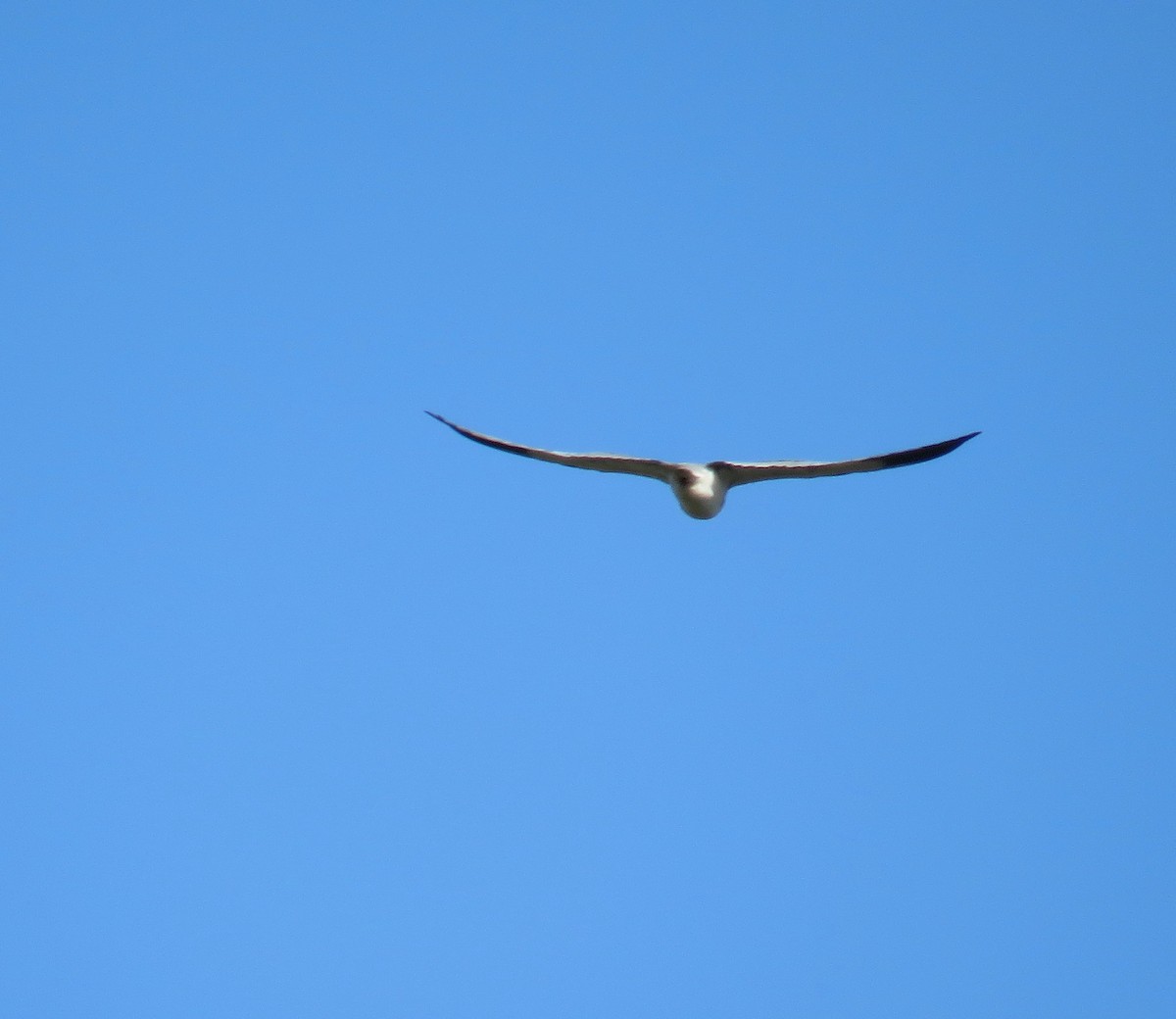 Black-winged Kite - ML199946681