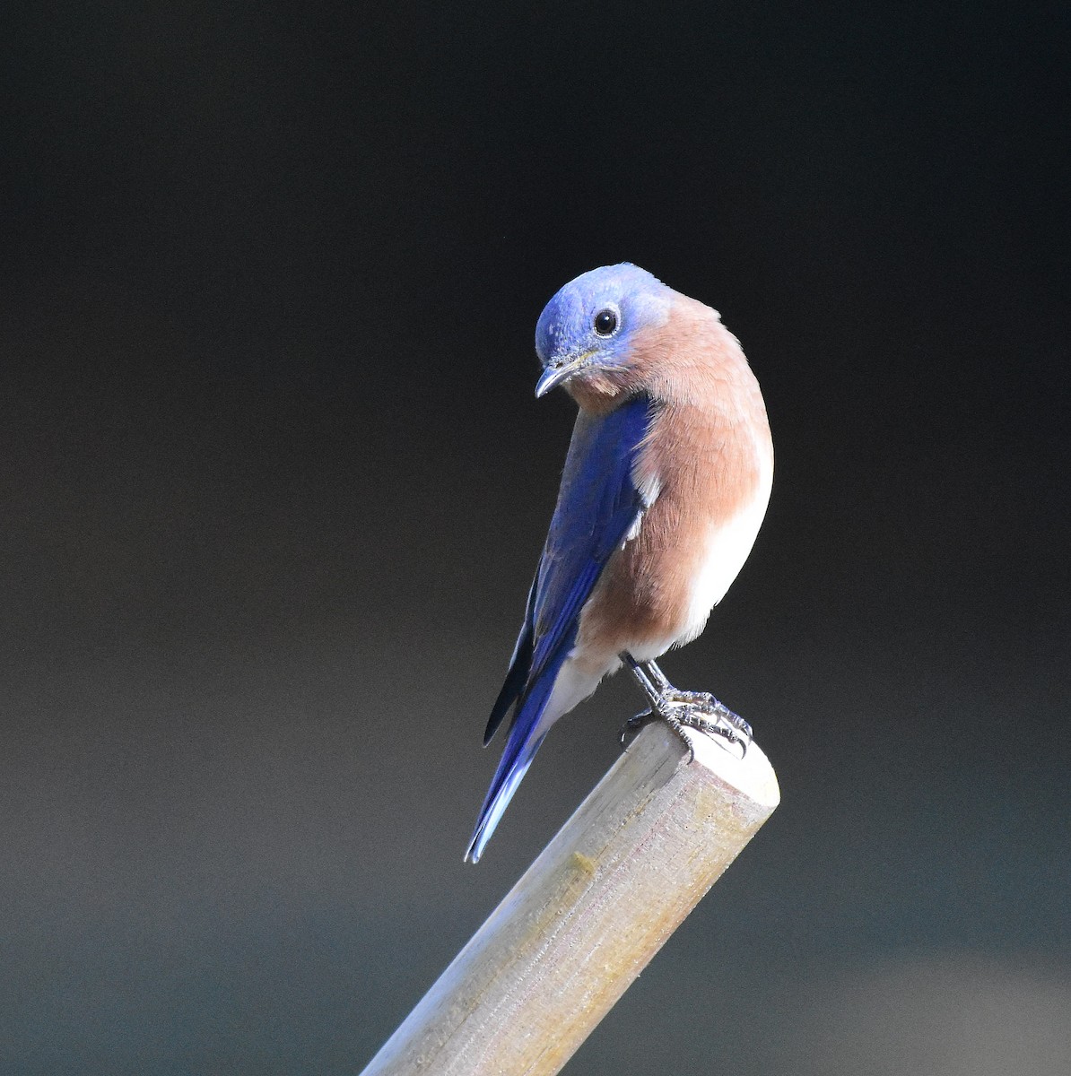 Eastern Bluebird - Brenton Mundt