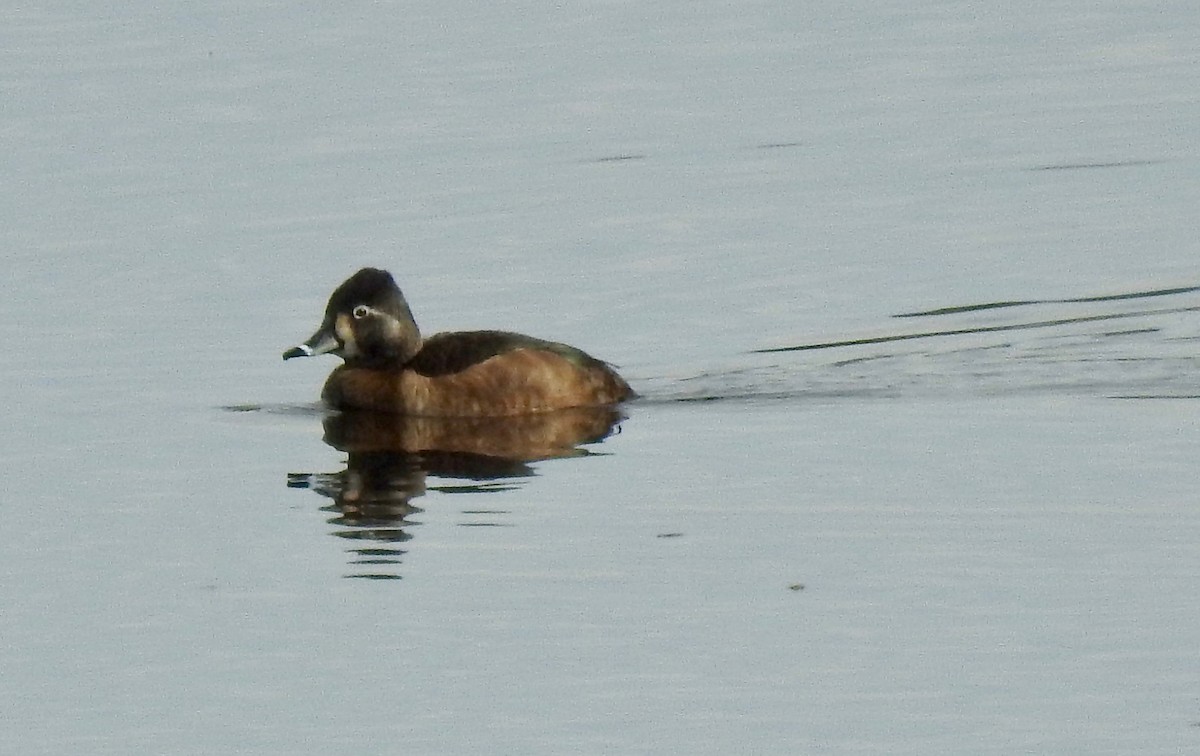 Ring-necked Duck - ML199949391