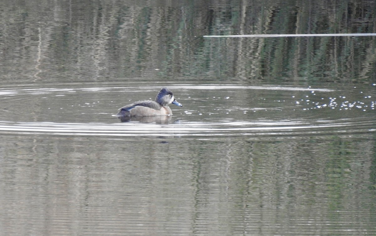 Ring-necked Duck - ML199949411