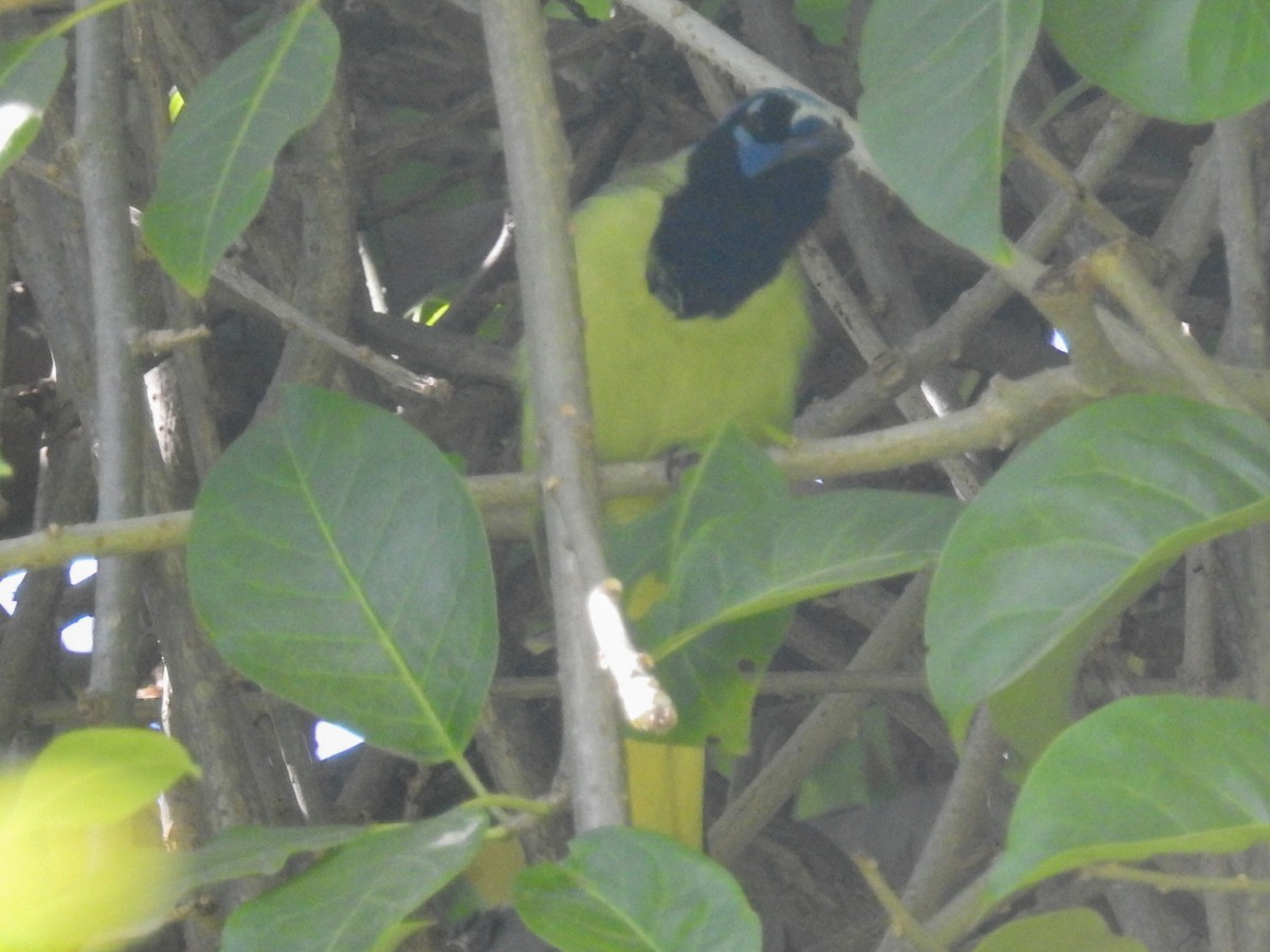 Green Jay - ML199949491