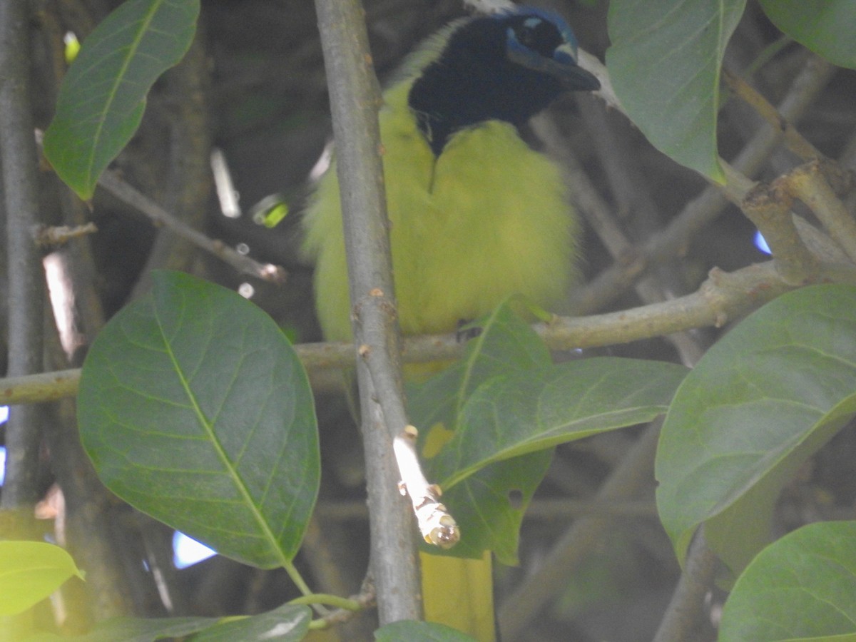 Green Jay - ML199949501