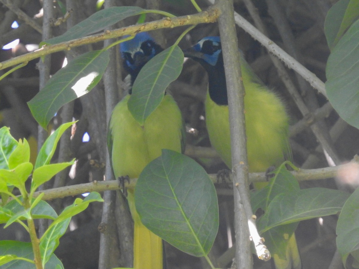 Green Jay - ML199949511