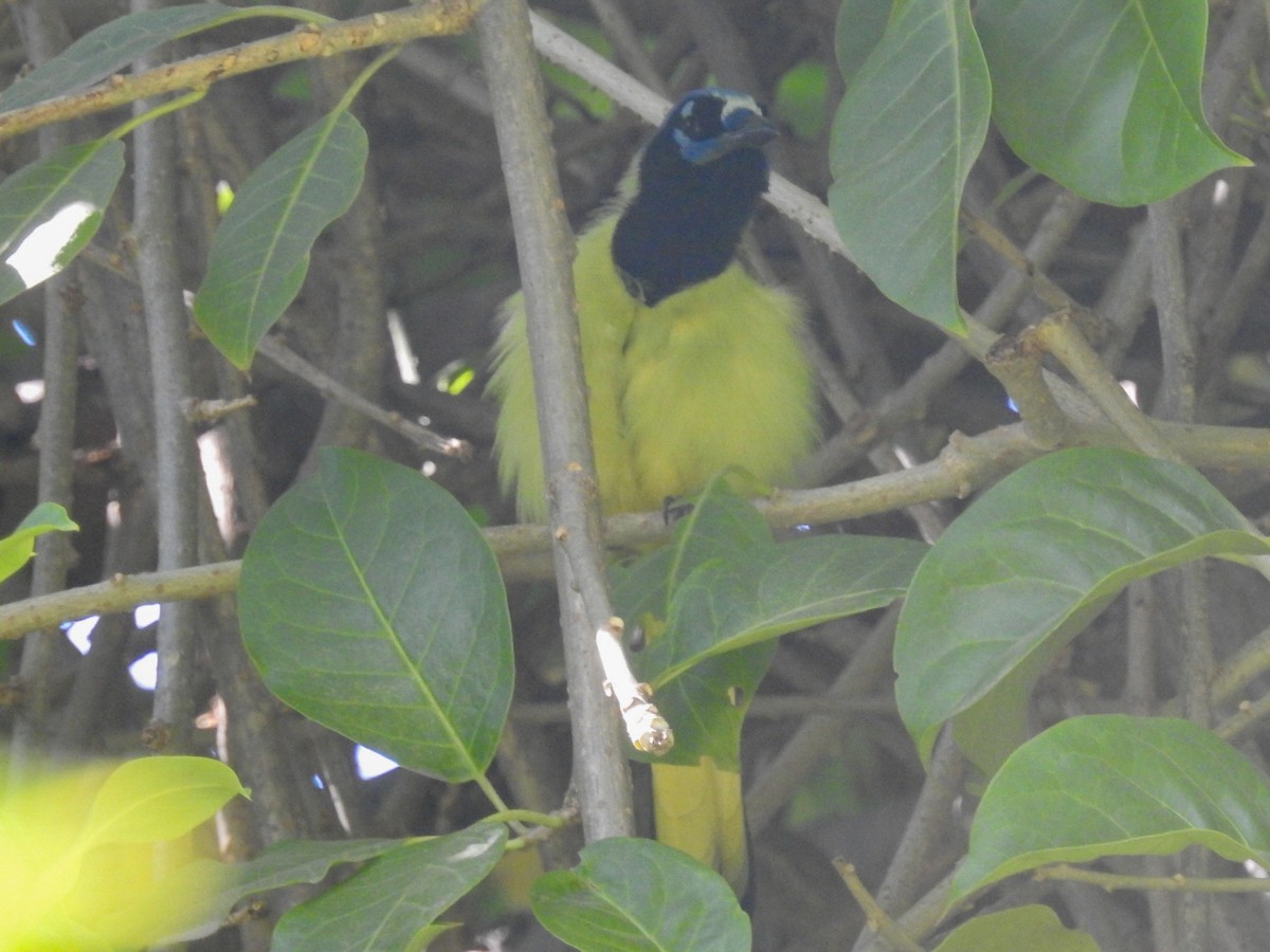 Green Jay - ML199949531