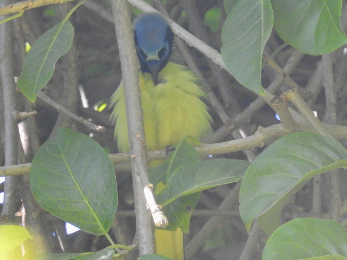 Green Jay - ML199949541