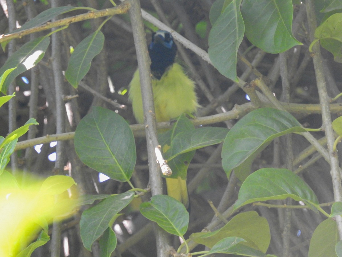 Green Jay - ML199949551