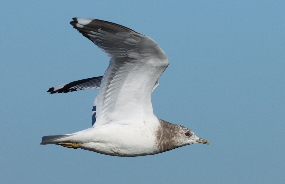Short-billed Gull - Steve Tucker