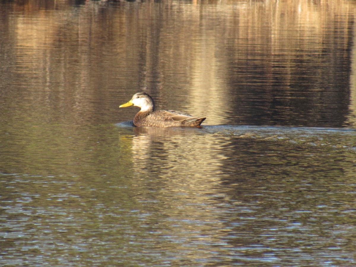 American Black Duck - ML199950661