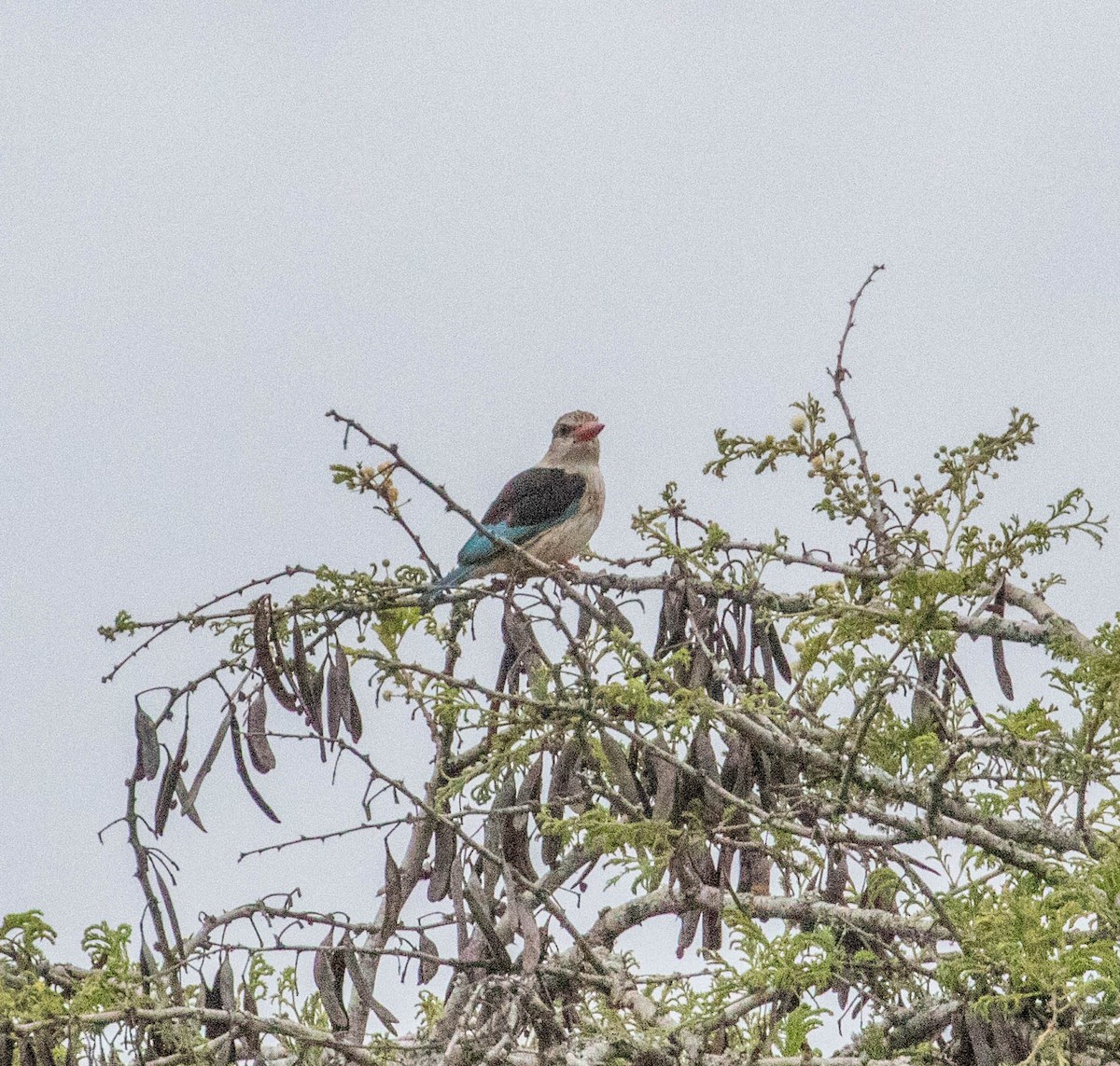 Brown-hooded Kingfisher - ML199951721