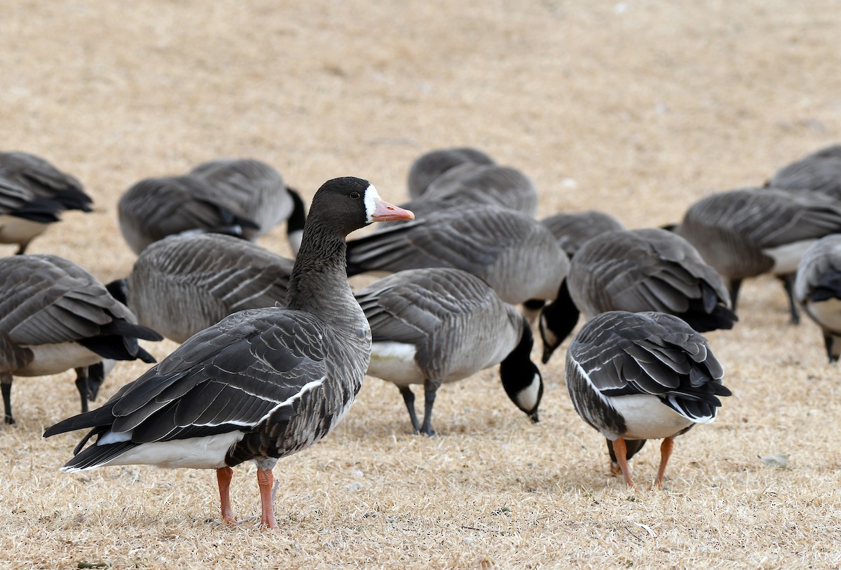 Greater White-fronted Goose - Charles Hundertmark