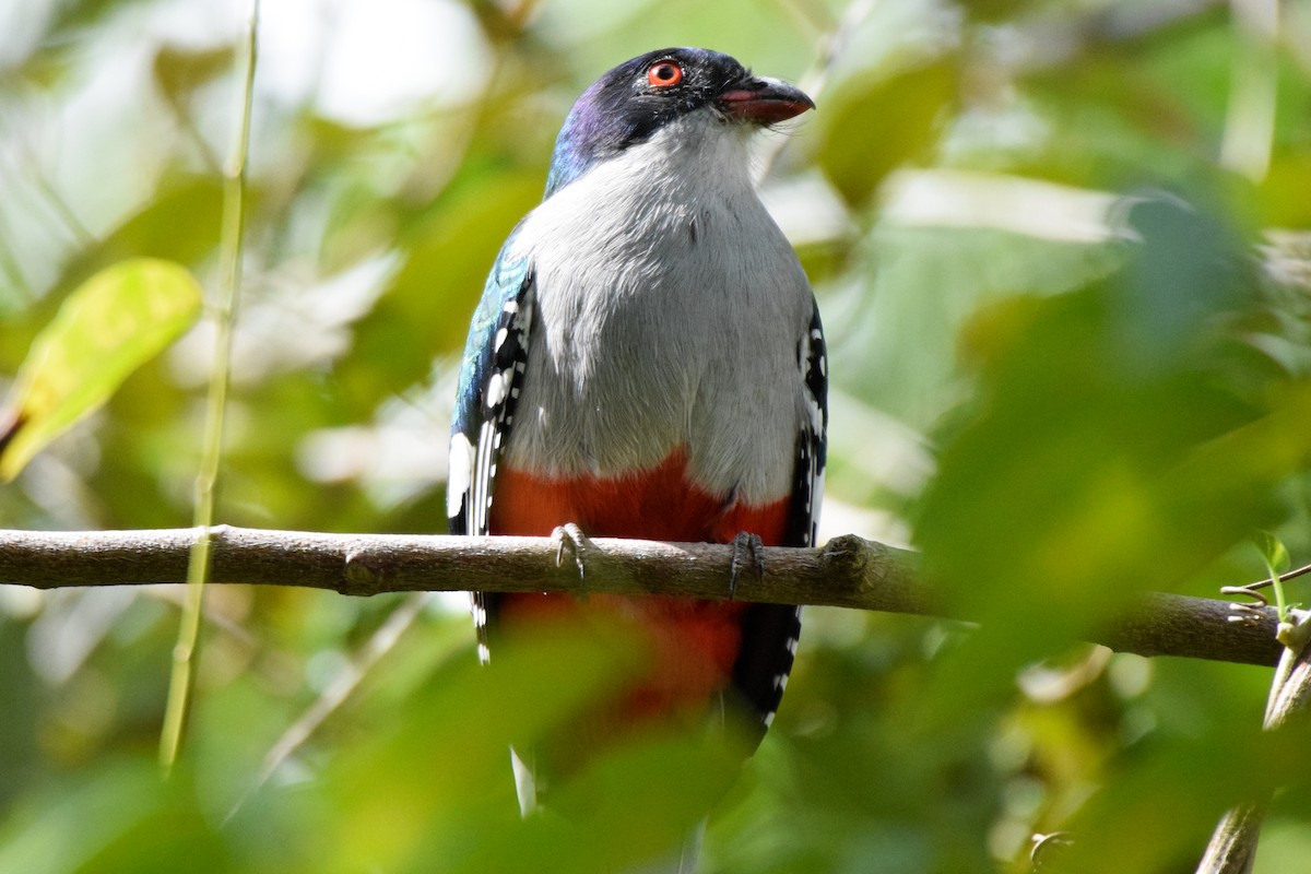 Cuban Trogon - ML199954111