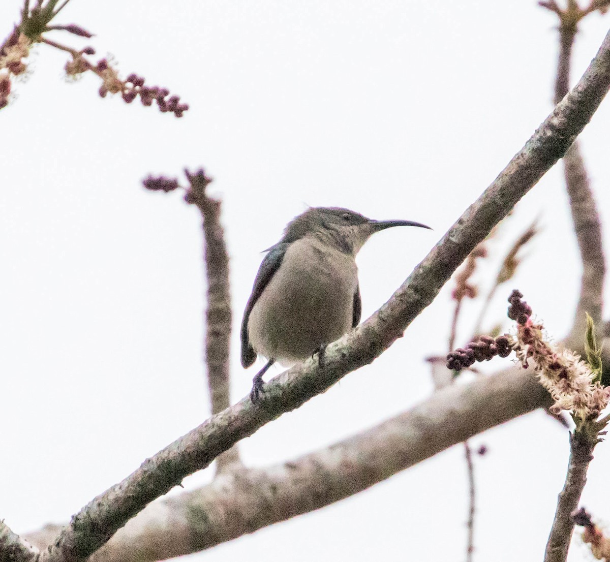 Mouse-colored Sunbird - ML199954871