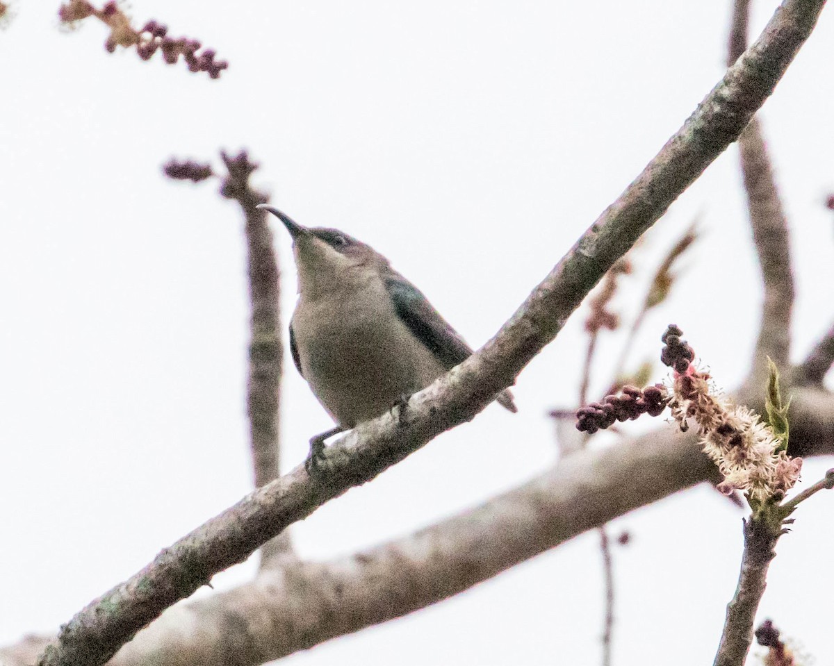 Mouse-colored Sunbird - ML199954891