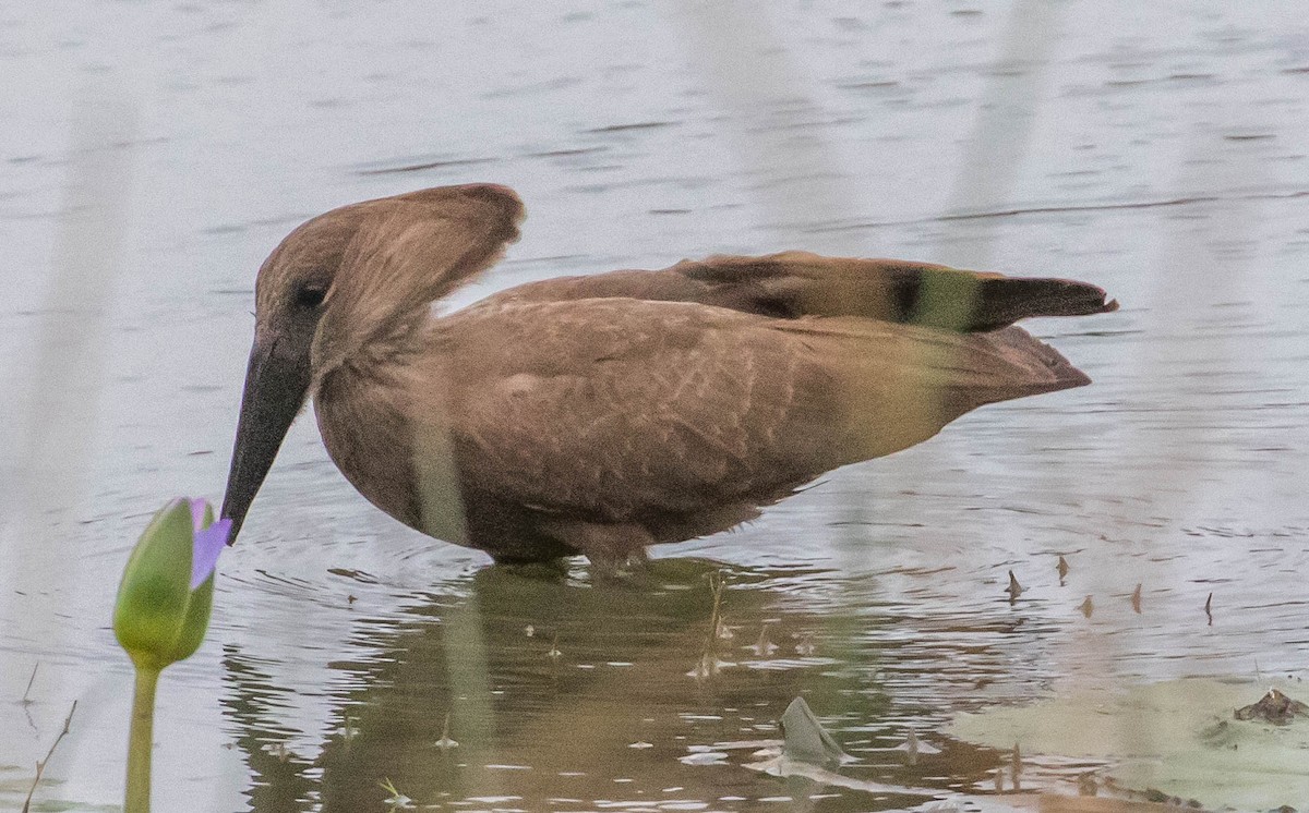 Hamerkop - ML199955521