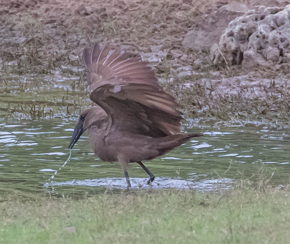 Hamerkop - ML199955841