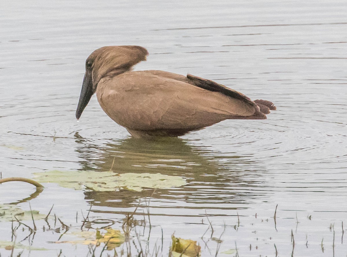 Hamerkop - ML199956031