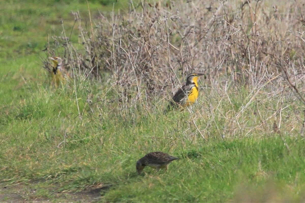 Western Meadowlark - ML199956081