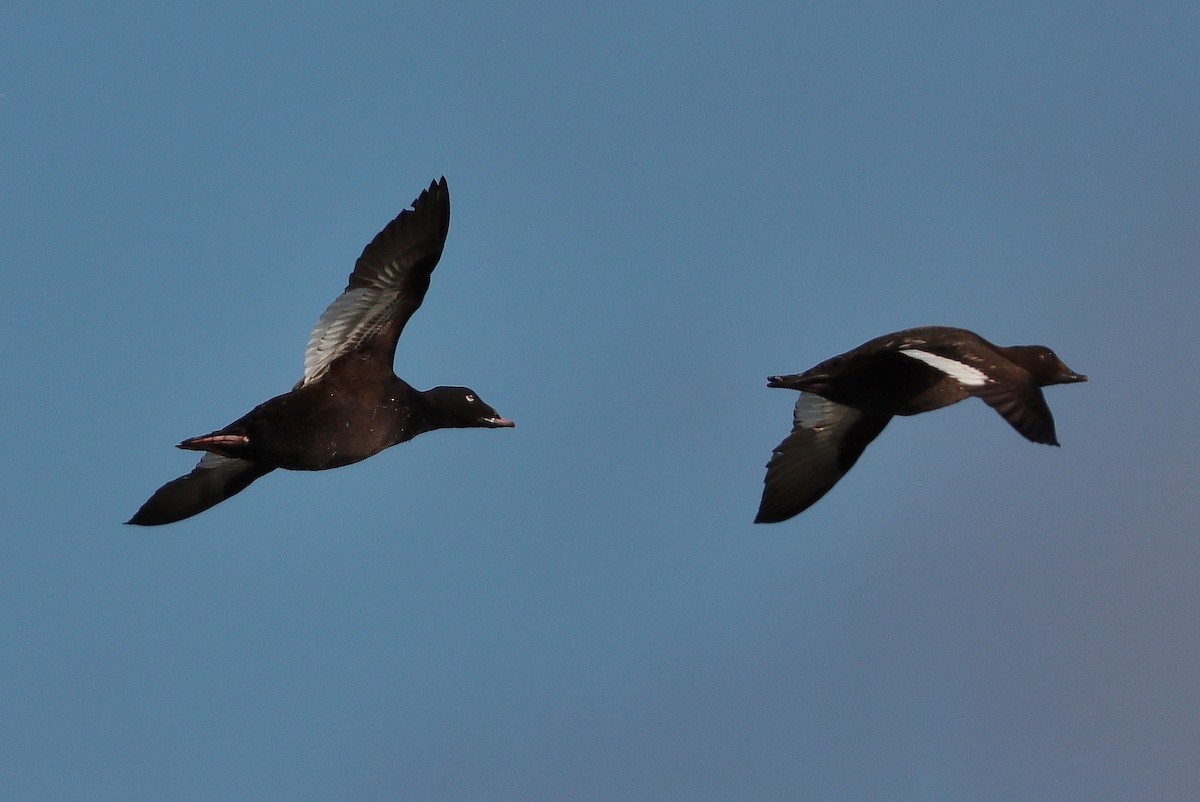 White-winged Scoter - Mark Miller