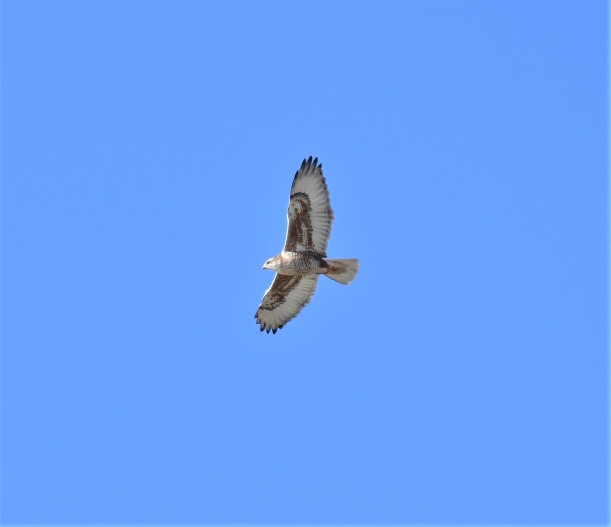 Ferruginous Hawk - ML199958201