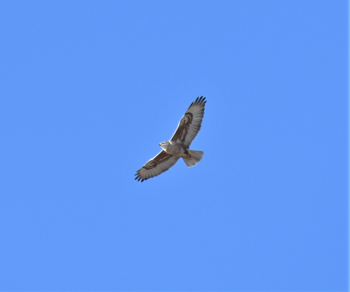 Ferruginous Hawk - ML199958241