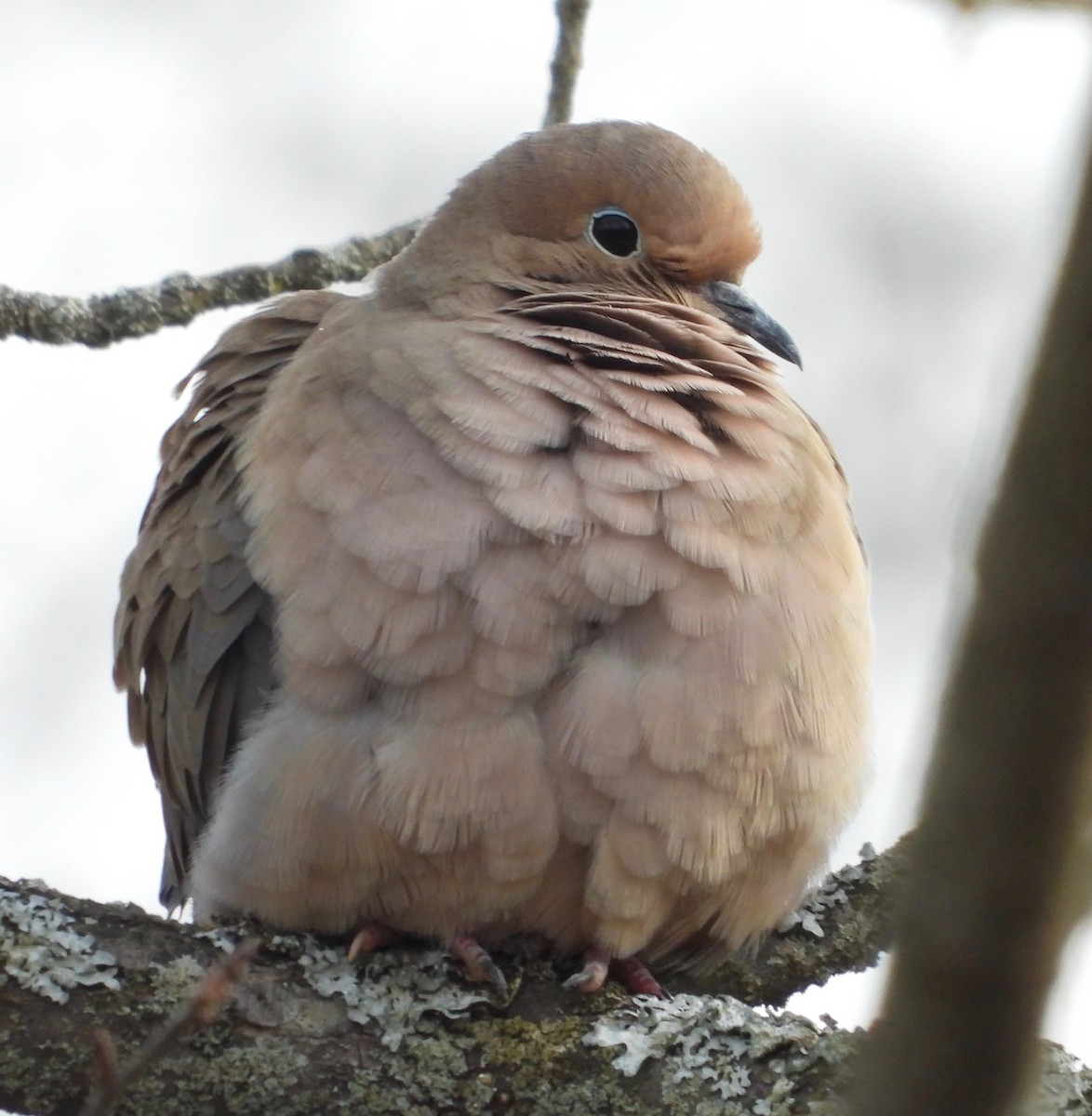 Mourning Dove - inga schmidt