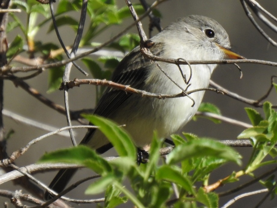 Gray Flycatcher - ML199959741