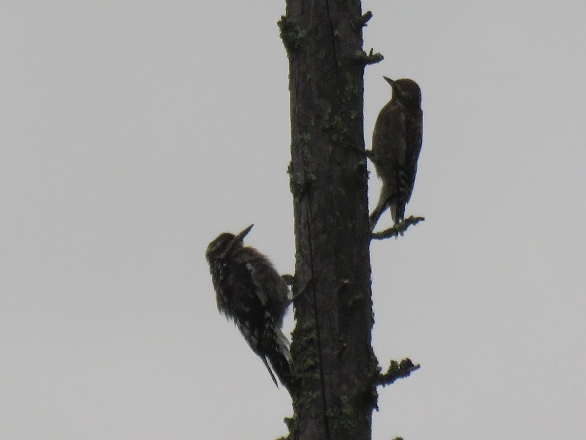 Yellow-bellied Sapsucker - Kathy Sidles