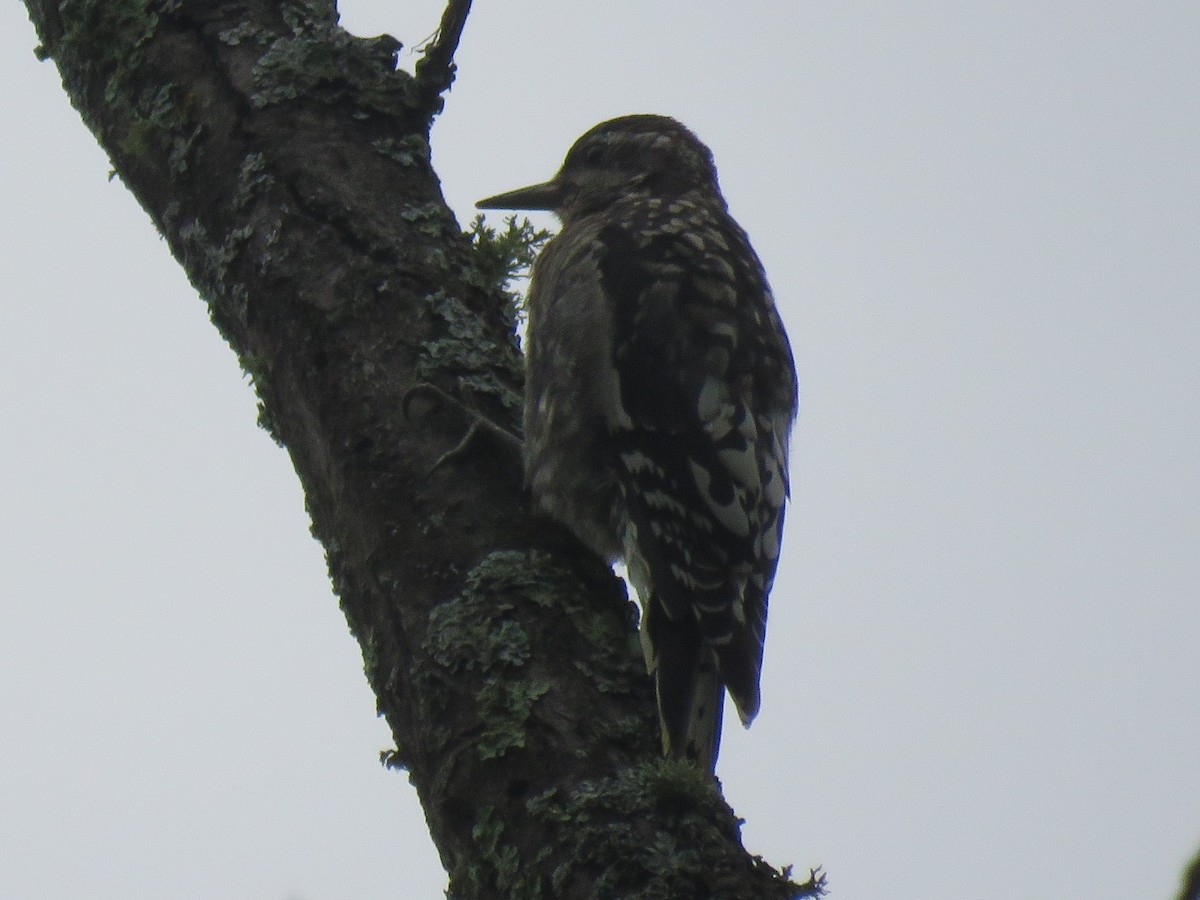 Yellow-bellied Sapsucker - Kathy Sidles