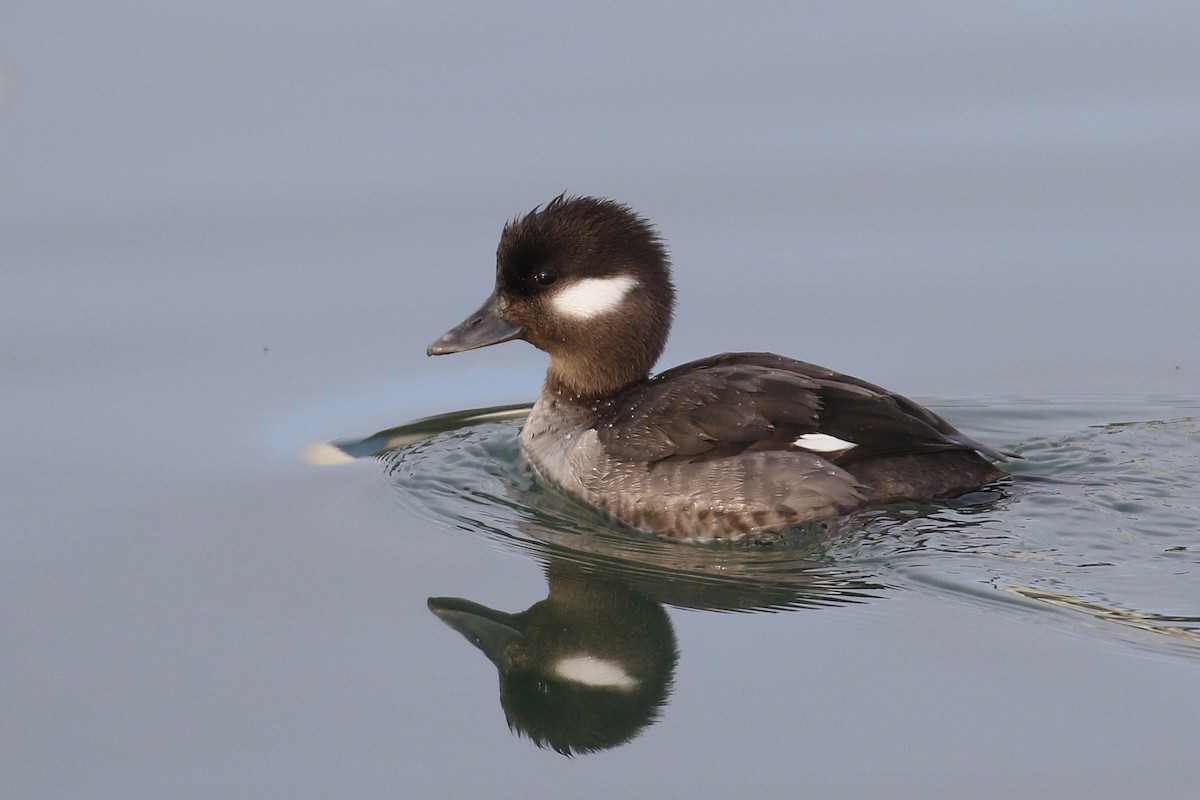 Bufflehead - ML199962141