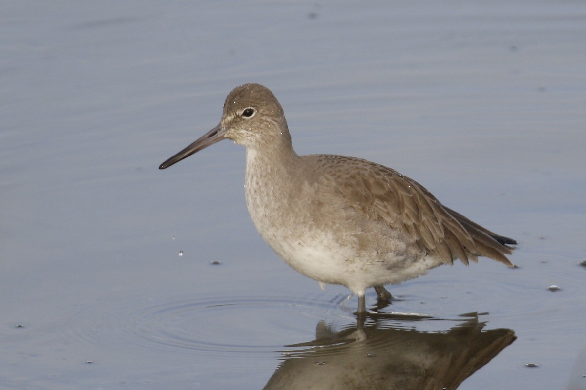 Willet - ML199962461