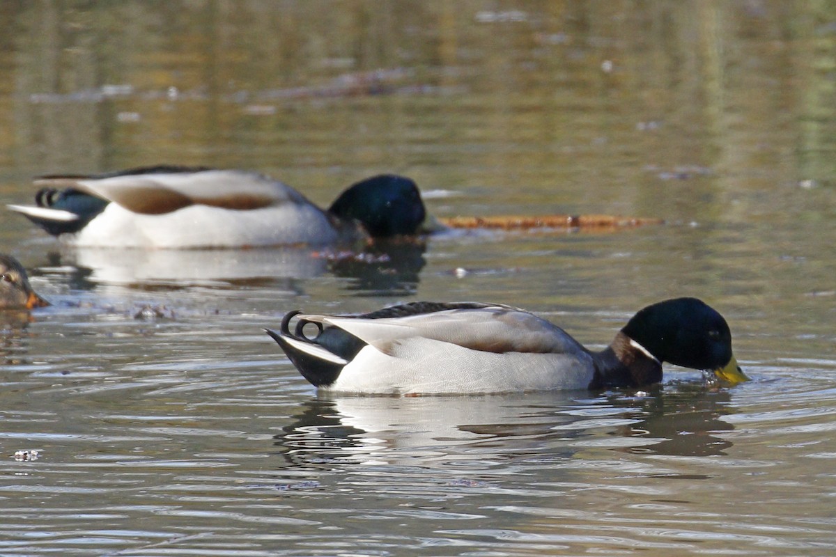 Mallard - Donna Pomeroy