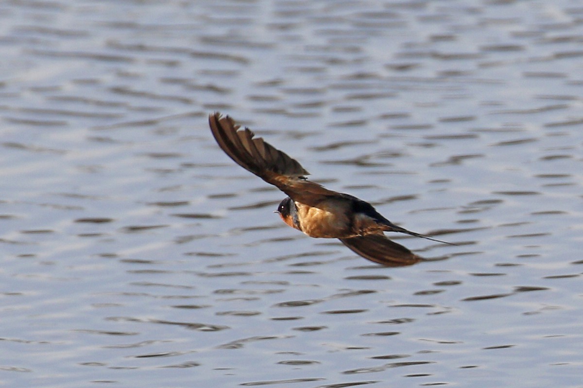 Barn Swallow - ML199962921