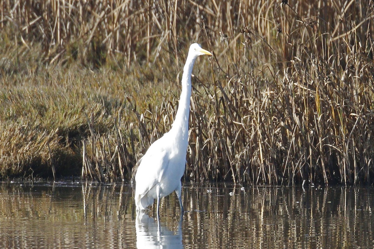 Great Egret - ML199963061