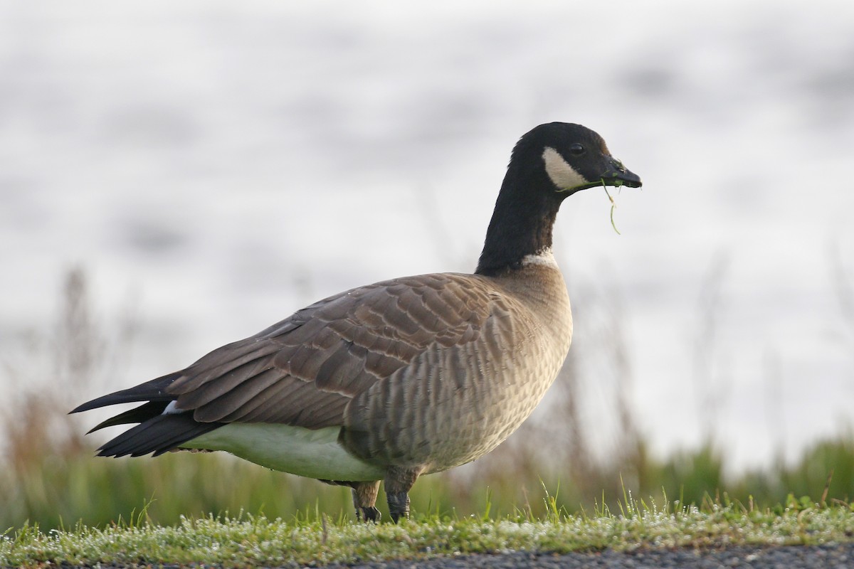 Cackling Goose - Donna Pomeroy