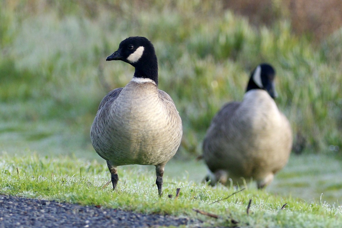 Cackling Goose - Donna Pomeroy