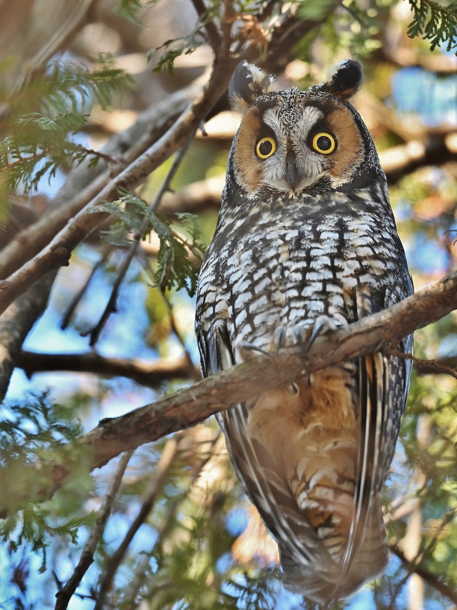 Long-eared Owl - André Lanouette