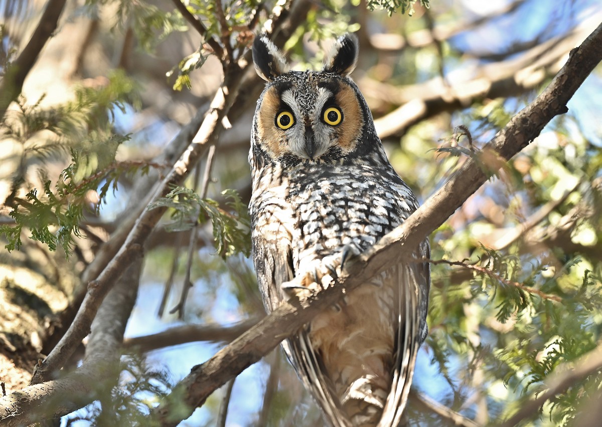 Long-eared Owl - André Lanouette