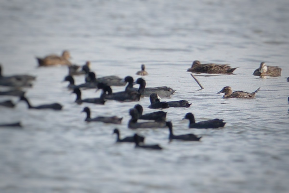 Blue-billed Duck - ML199964001