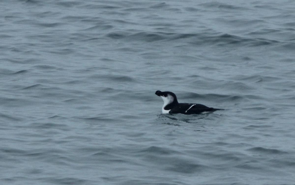 Razorbill - Dylan Pedro