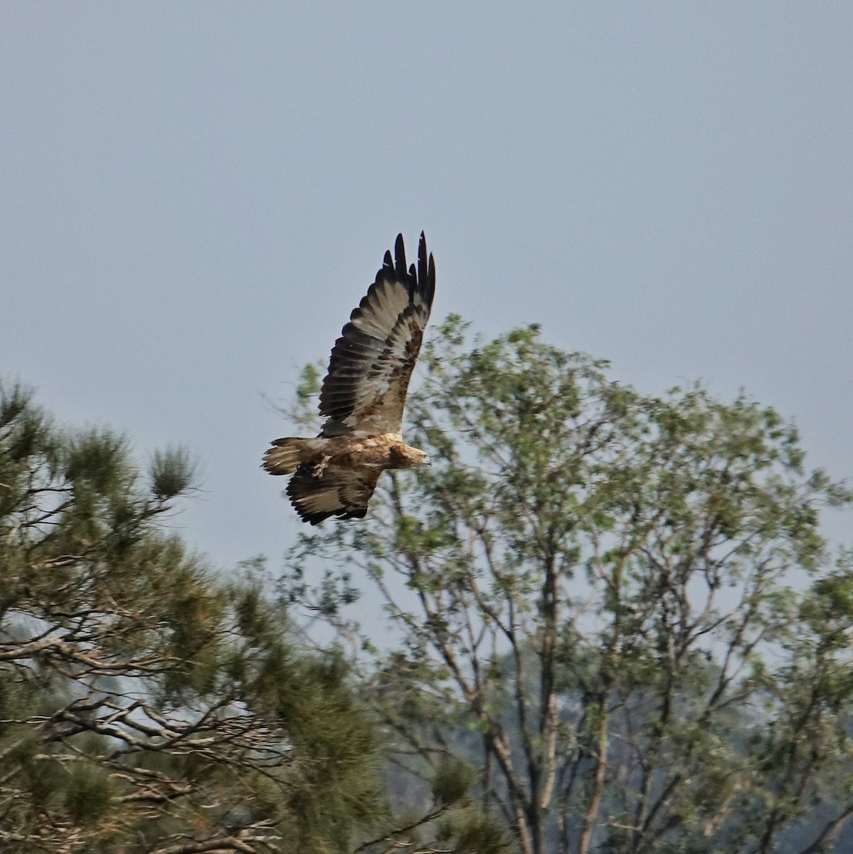 White-bellied Sea-Eagle - ML199964831