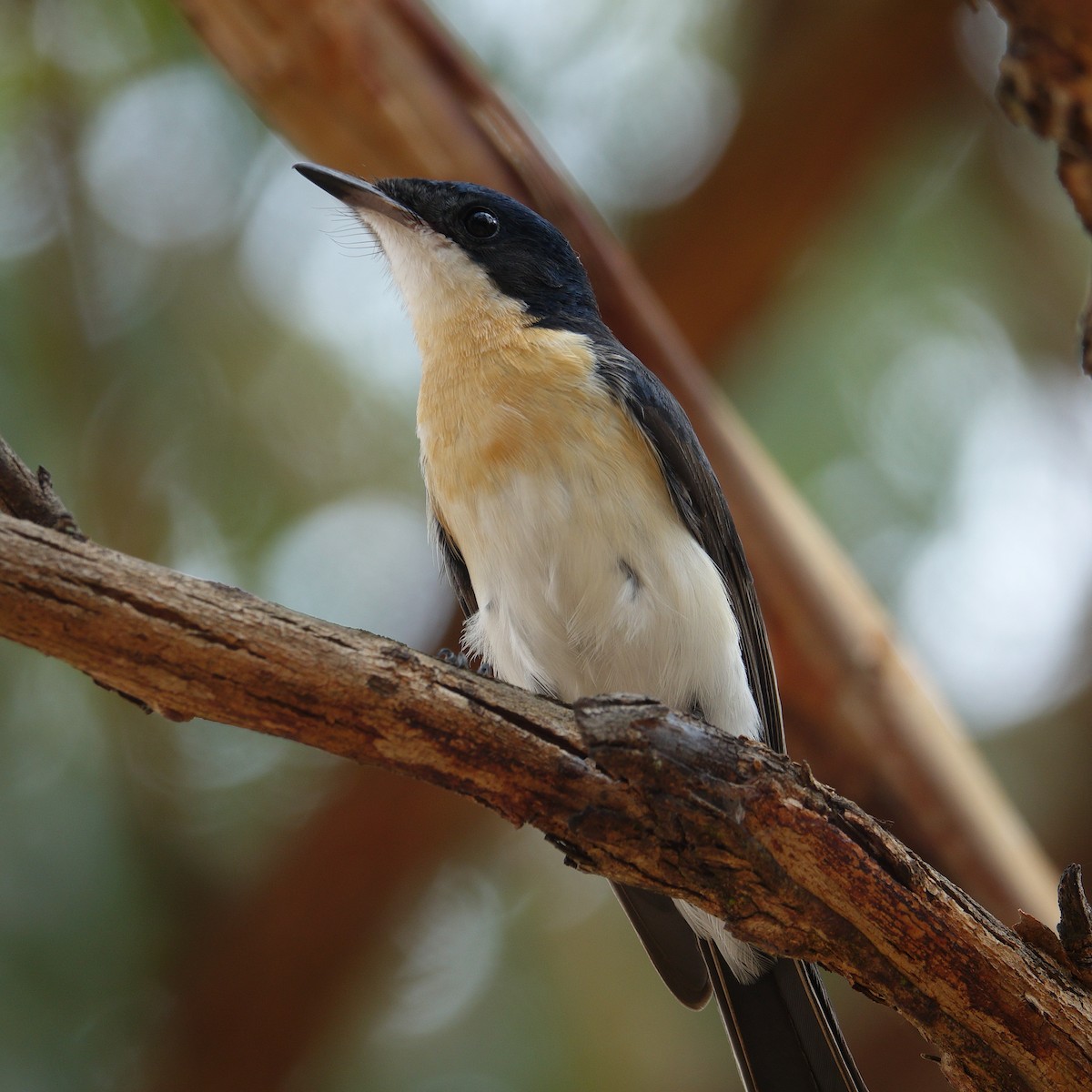 Restless Flycatcher - ML199965021