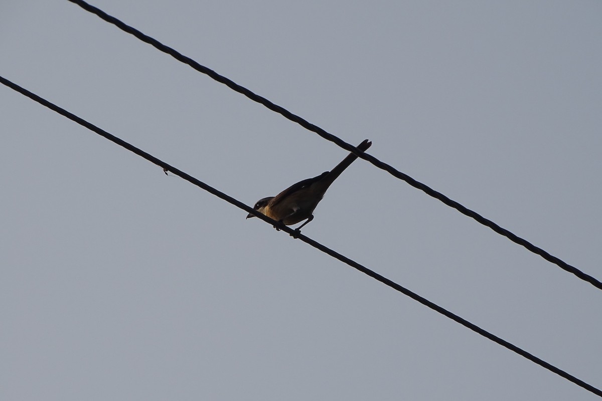 Brown Shrike - ML199965371