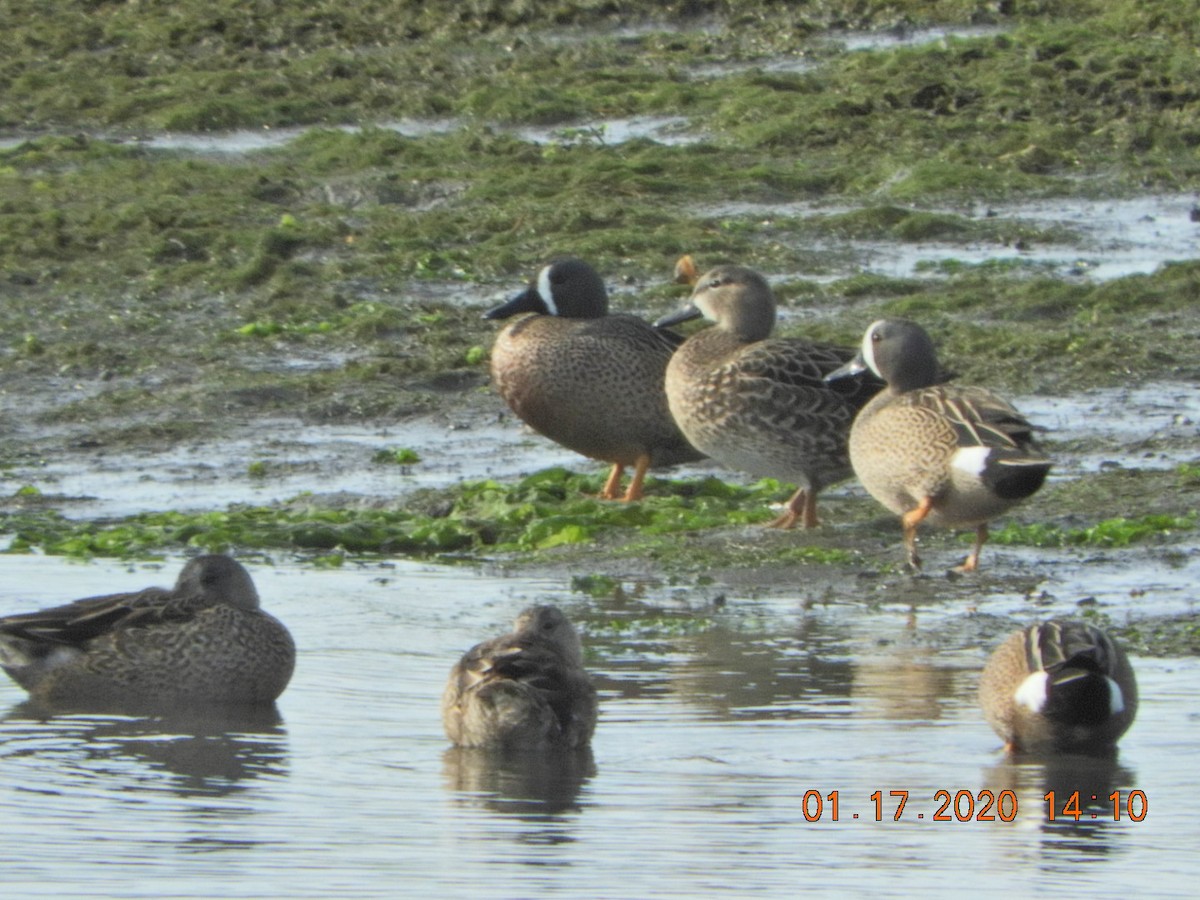 Blue-winged Teal - ML199965591