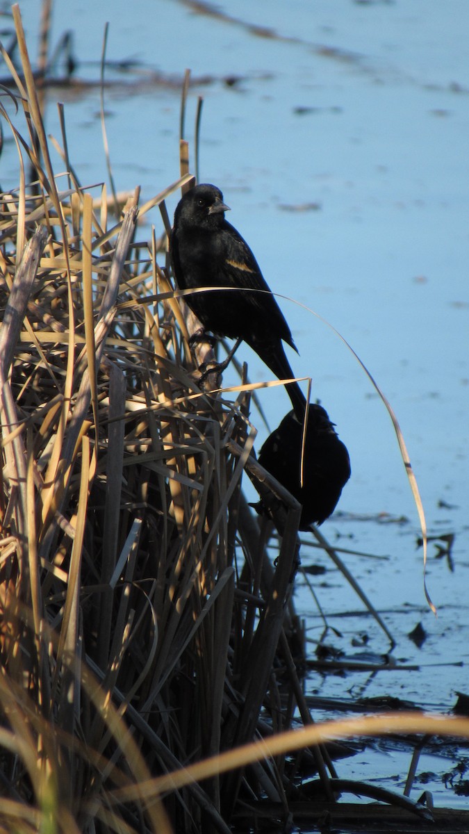 Red-winged Blackbird - ML199965661