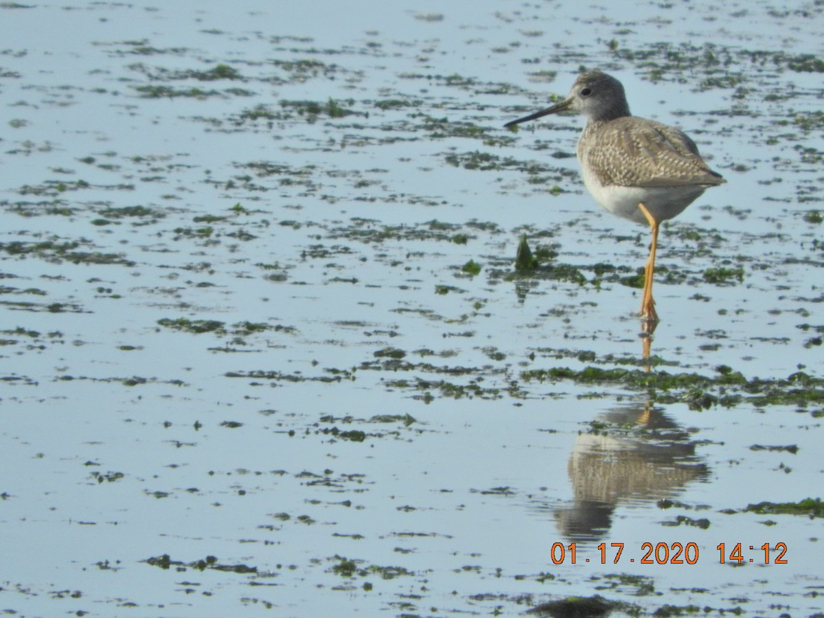 Greater Yellowlegs - ML199965811