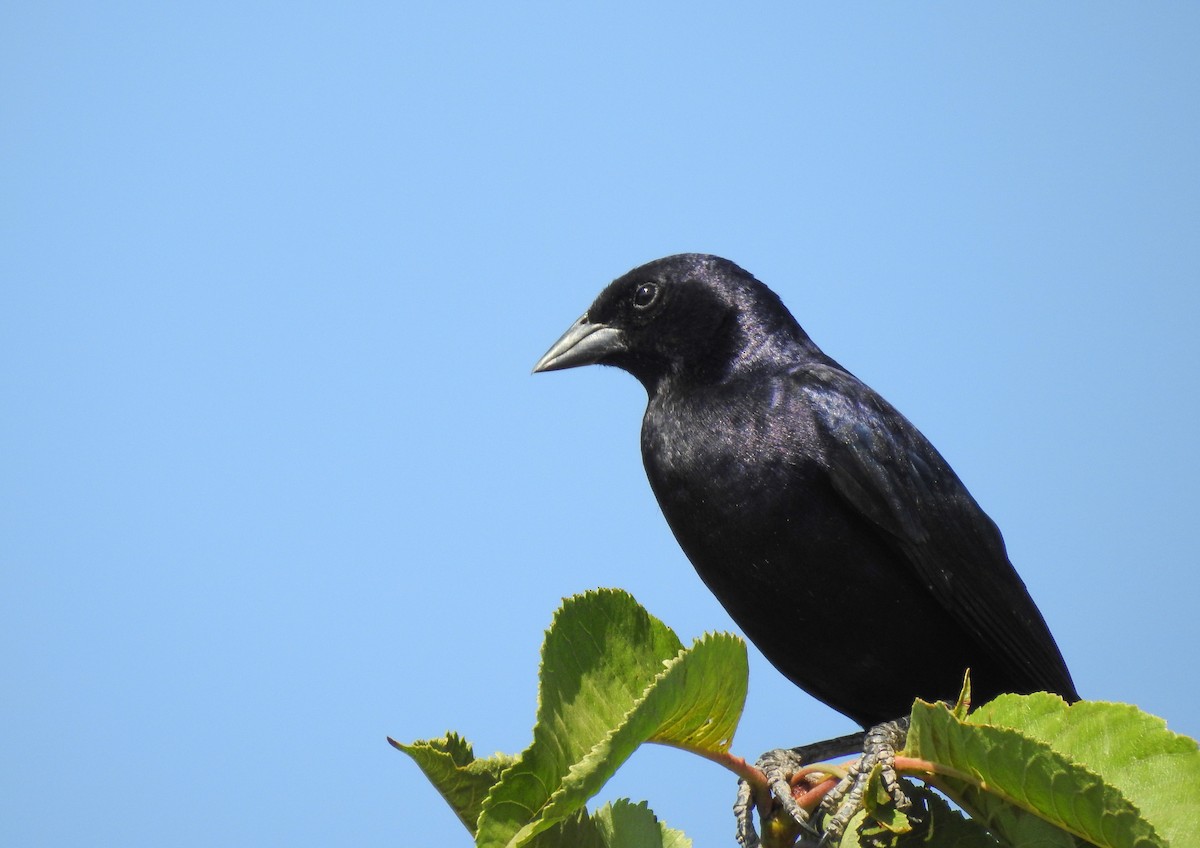 Shiny Cowbird - ML199965941