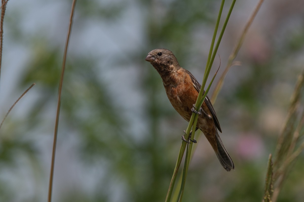 Dark-throated Seedeater - Pablo Re