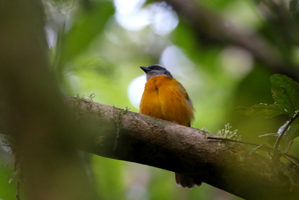 Gray-headed Tanager (Gray-crested) - ML199967561