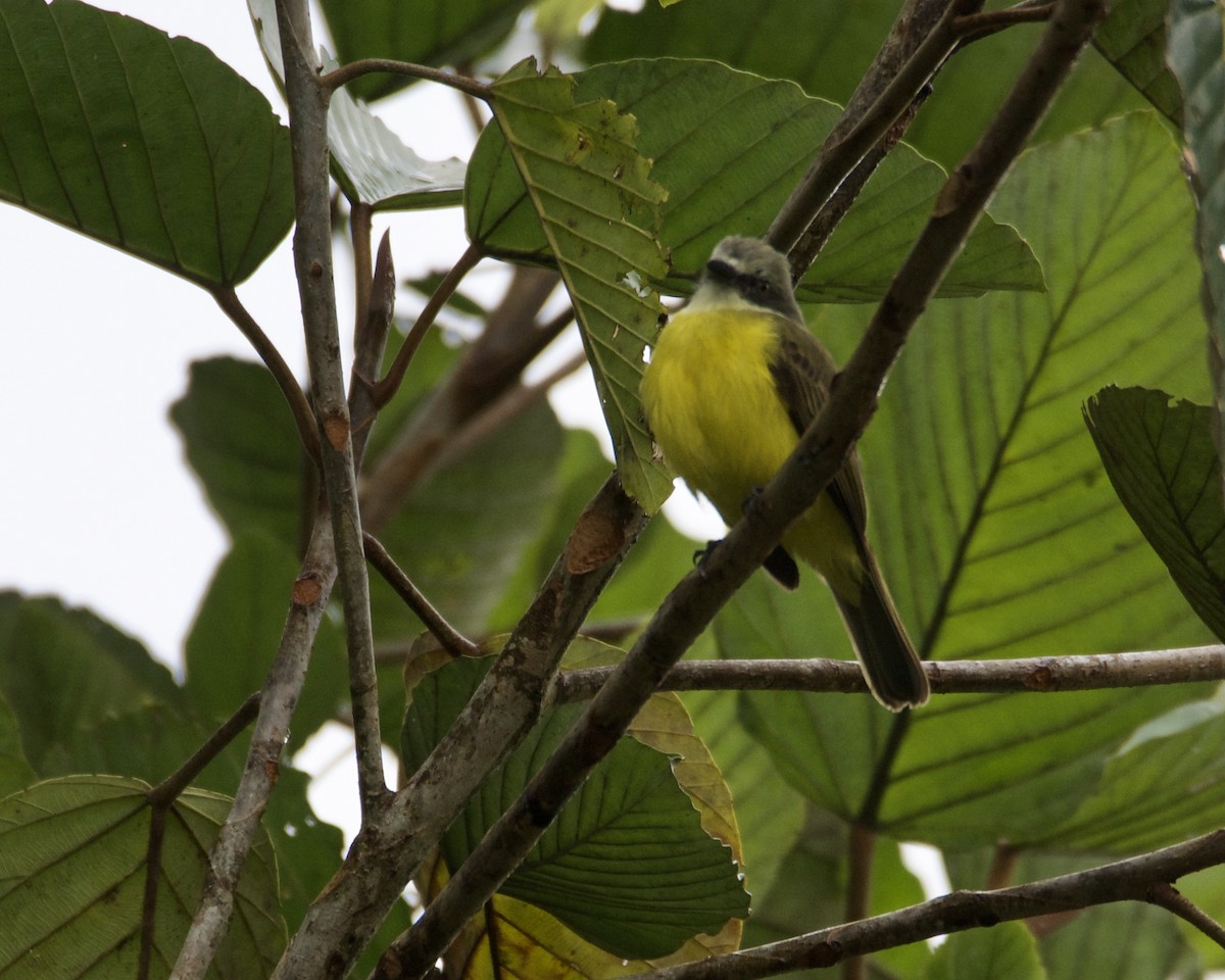 Gray-capped Flycatcher - ML199968671